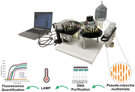 Graphical abstract: A lab-on-a-chip system integrating DNA purification and loop-mediated isothermal amplification for the quantification of the toxic diatom Pseudo-nitzschia multistriata