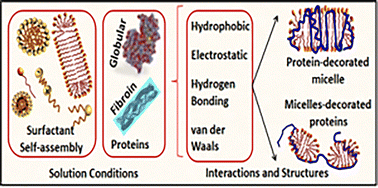 Graphical abstract: Surfactant-driven modifications in protein structure
