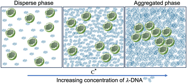 Graphical abstract: Phase behavior of catenated-linear DNA mixtures