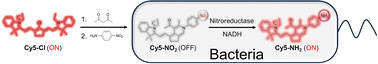 Graphical abstract: Cyanine-scaffold fluorogenic probes for visual detection of nitroreductase in living bacteria