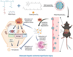 Graphical abstract: Oxidation-responsive PEG-poly(α-lipoic acid) nanoparticles for coenzyme Q10 delivery attenuate hepatic ischemia-reperfusion injury via ROS scavenging and ferroptosis inhibition