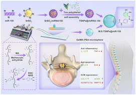 Graphical abstract: A pH/ROS dual responsive smart microgel miRNA delivery system for repair of intervertebral disc degeneration