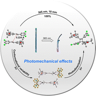 Graphical abstract: Light-induced conformational variability enabling [2+2] cycloaddition beyond Schmidt's criteria: unlocking new horizons for photomechanical molecular crystals