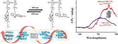 Graphical abstract: Photo-responsive near-infrared circularly polarized luminescent liquid crystal copolymers