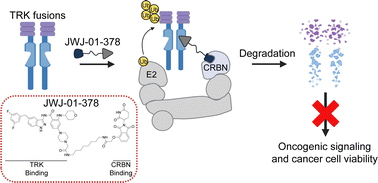 Graphical abstract: Development of PROTACs for targeted degradation of oncogenic TRK fusions