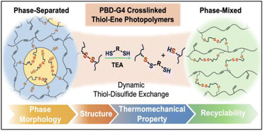 Graphical abstract: Phase morphology–structure–property–recyclability relationships of dynamically crosslinked thiol–ene photopolymers