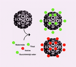 Graphical abstract: Chemical modification of a viral cage for multivalent presentation