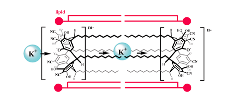Graphical abstract: Tetracyanoresorcin[4]arene ion channel shows pH dependent conductivity change