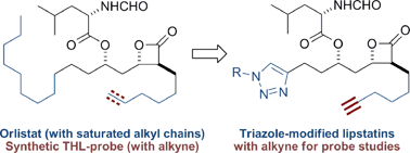 Graphical abstract: Click-based synthesis and proteomic profiling of lipstatin analogues