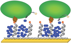 Graphical abstract: Alkaline phosphatase enzymatic signal amplification for fast, sensitive impedimetric DNA detection