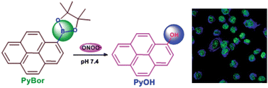 Graphical abstract: A fluorescent probe directly detect peroxynitrite based on boronate oxidation and its applications for fluorescence imaging in living cells