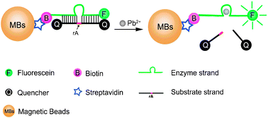 Graphical abstract: A sensitive and selective DNAzyme-based flow cytometric method for detecting Pb2+ ions