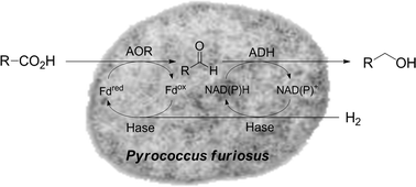 Graphical abstract: A biocatalytic hydrogenation of carboxylic acids