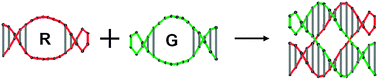 Graphical abstract: DNA cohesion through bubble–bubble recognition