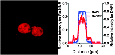 Graphical abstract: Peptide directed transmembrane transport and nuclear localization of Ru(ii) polypyridyl complexes in mammalian cells