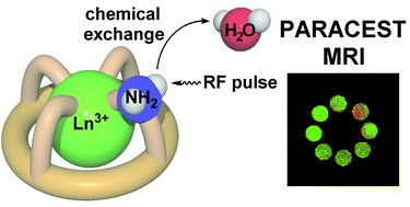 Graphical abstract: Lanthanide(iii) complexes of aminoethyl-DO3A as PARACEST contrast agents based on decoordination of the weakly bound amino group