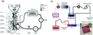 Graphical abstract: Lung assist device: development of microfluidic oxygenators for preterm infants with respiratory failure