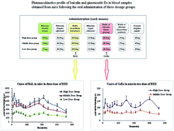 Graphical abstract: Determination of baicalin and ginsenoside Re in Banxia-Xiexin decoction using pharmacokinetics and icELISA analysis in mice. Effects of interaction between prescription herbs on the pharmacokinetics of compounds