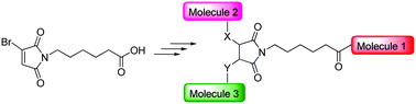 Graphical abstract: Highly chemoselective ligation of thiol- and amino-peptides on a bromomaleimide core