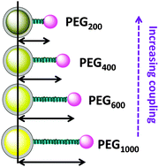 Graphical abstract: Effects of separation distance on the charge transfer interactions in quantum dot–dopamine assemblies