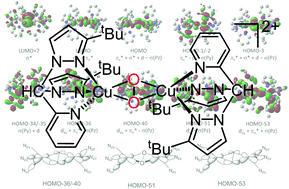 Graphical abstract: Donor-driven conformational flexibility in a real-life catalytic dicopper(ii) peroxo complex