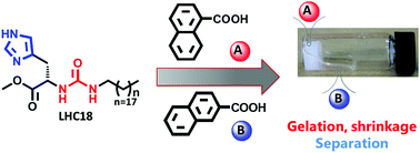 Graphical abstract: Selective shrinkage and separation of isomeric naphthoic acids via supramolecular gelation
