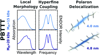 Graphical abstract: Impact of morphology on polaron delocalization in a semicrystalline conjugated polymer