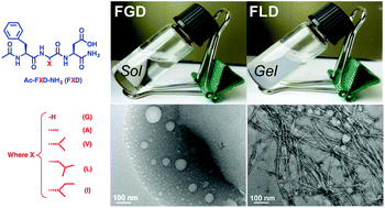 Graphical abstract: Self-assembly of amphiphilic tripeptides with sequence-dependent nanostructure