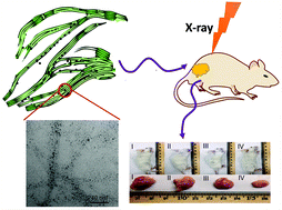 Graphical abstract: Nanocellulose templated growth of ultra-small bismuth nanoparticles for enhanced radiation therapy