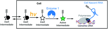 Graphical abstract: Photo-controlled cell-specific metabolic labeling of RNA