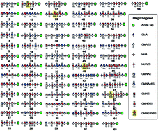 Graphical abstract: Chemoenzymatic synthesis of heparan sulfate and heparin oligosaccharides and NMR analysis: paving the way to a diverse library for glycobiologists