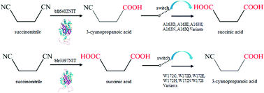 Graphical abstract: Switching the regioselectivity of two nitrilases toward succinonitrile by mutating the active center pocket key residues through a semi-rational engineering