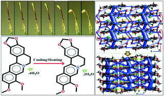 Graphical abstract: Observation of bending, cracking and jumping phenomena on cooling and heating of tetrahydrate berberine chloride crystals