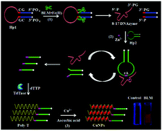 Graphical abstract: Target-initiated synthesis of fluorescent copper nanoparticles for the sensitive and label-free detection of bleomycin