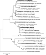 Graphical abstract: High yield production of cellulose by a Komagataeibacter rhaeticus PG2 strain isolated from pomegranate as a new host