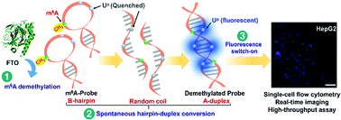 Graphical abstract: A fluorescent methylation-switchable probe for highly sensitive analysis of FTO N6-methyladenosine demethylase activity in cells
