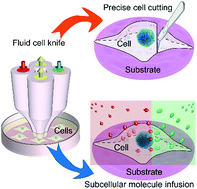 Graphical abstract: Chemical operations on a living single cell by open microfluidics for wound repair studies and organelle transport analysis