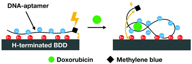 Graphical abstract: An electrochemical aptamer-based sensor prepared by utilizing the strong interaction between a DNA aptamer and diamond