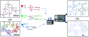 Graphical abstract: Improved RNA modification mapping of cellular non-coding RNAs using C- and U-specific RNases