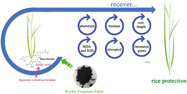 Graphical abstract: Role of nano-biochar in attenuating the allelopathic effect from Imperata cylindrica on rice seedlings