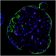 Graphical abstract: An adaptable soft-mold embossing process for fabricating optically-accessible, microfeature-based culture systems and application toward liver stage antimalarial compound testing