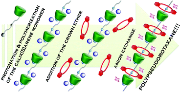 Graphical abstract: Self-sorting assembly of a calixarene/crown ether polypseudorotaxane gated by ion-pairing