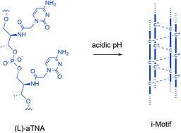 Graphical abstract: Formation of i-motifs from acyclic (l)-threoninol nucleic acids