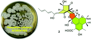 Graphical abstract: Sorbicillfurans A and B, two novel sorbicillinoid adducts from the fungus Penicillium citrinum SCSIO41402