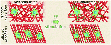 Graphical abstract: Polypyrrole-coated cellulose nanofibers: influence of orientation, coverage and electrical stimulation on SH-SY5Y behavior