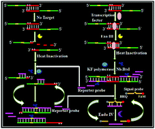 Graphical abstract: Development of a bidirectional isothermal amplification strategy for the sensitive detection of transcription factors in cancer cells