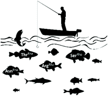 Graphical abstract: A set of rhamnosylation-specific antibodies enables detection of novel protein glycosylations in bacteria