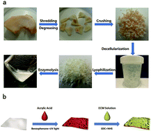 Graphical abstract: Extracellular matrix coating improves the biocompatibility of polymeric heart valves
