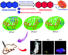 Graphical abstract: A simple strategy for simultaneously enhancing photostability and mitochondrial-targeting stability of near-infrared fluorophores for multimodal imaging-guided photothermal therapy
