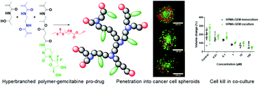 Graphical abstract: Synthesis, characterisation and evaluation of hyperbranched N-(2-hydroxypropyl) methacrylamides for transport and delivery in pancreatic cell lines in vitro and in vivo